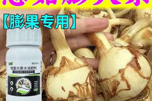 绿叶ad版7.0