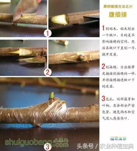 木瓜可以嫁接海棠吗截图