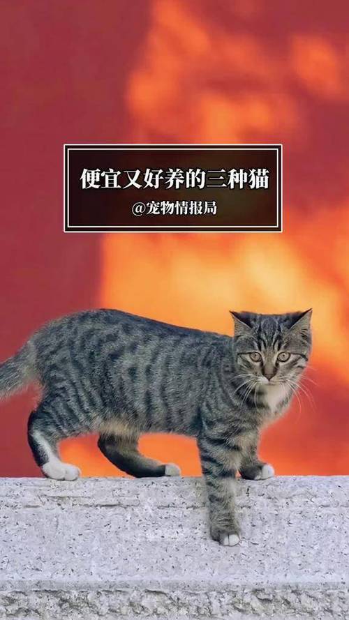 养什么猫好养又干净
