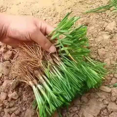 本地韭菜