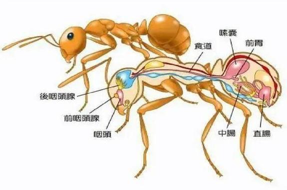 蚂蚁的身体结构