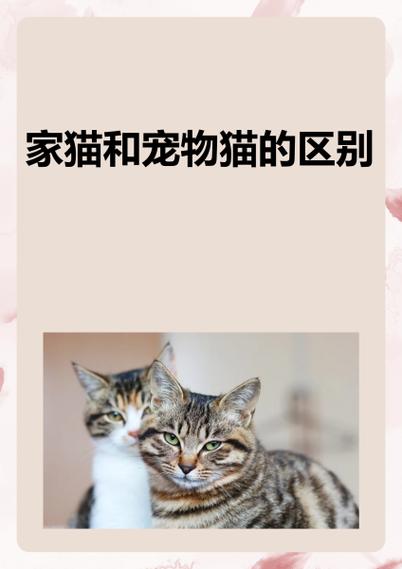 宠物猫价格低的原因