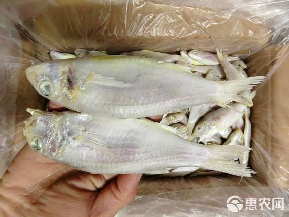 红中鱼图片