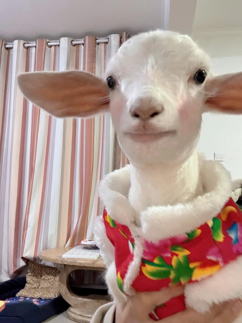 小羊仿妆