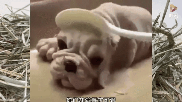 仓鼠的死法