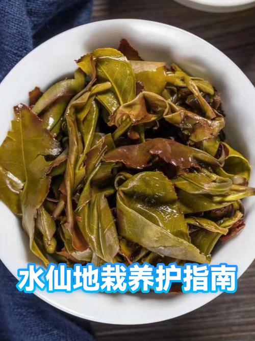 水仙应该怎么养