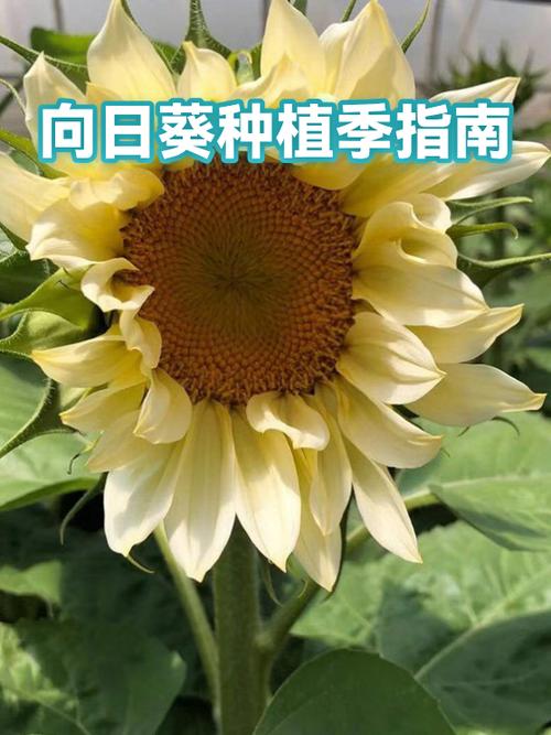 向日葵是哪个季节
