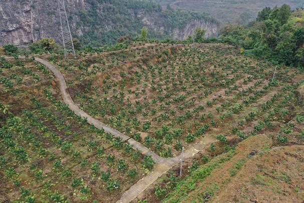 果树地种植啥经济作物好