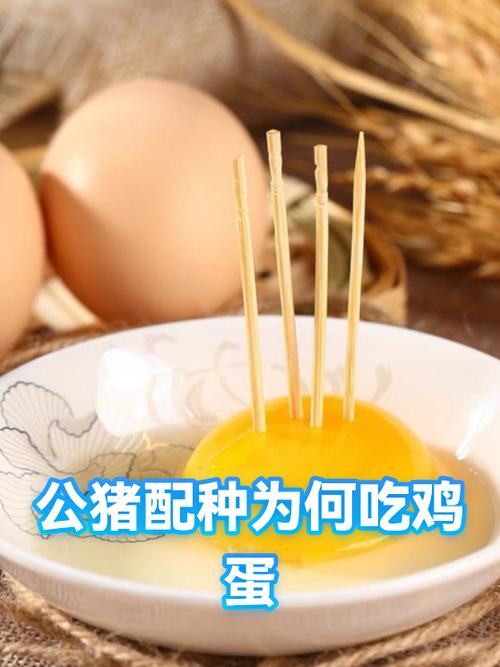 公猪蛋的功效与作用