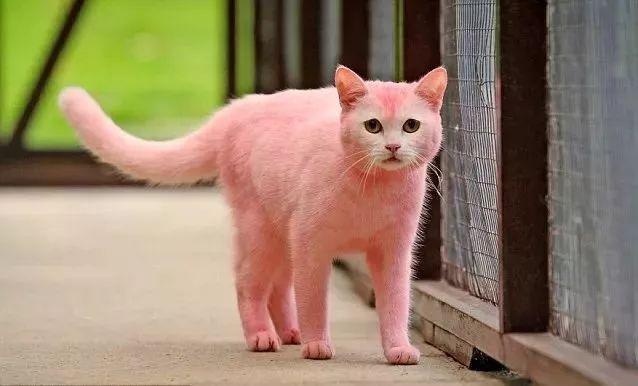 猫吐粉红色液体可是精神很好