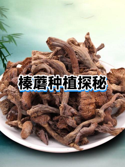 我的世界蘑蘑菇刷新地形
