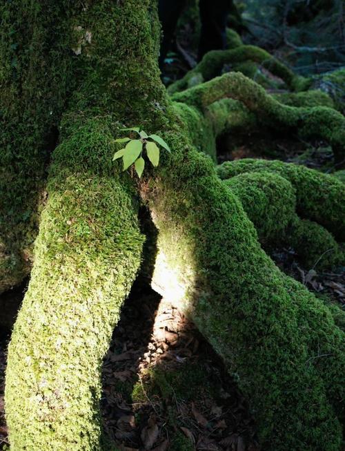 植物大战僵尸ol幽静树海
