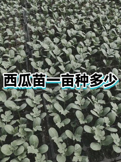 西瓜苗多少钱一棵缩略图