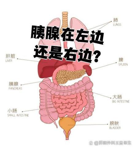 pee在哪个部位