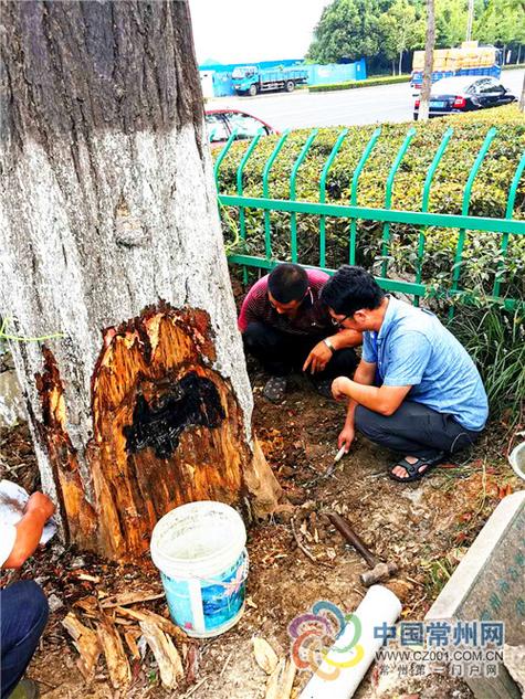 杀死银杏树简单的办法图标