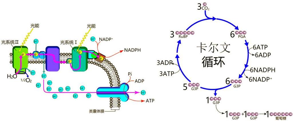 光照10分钟和黑暗10分钟