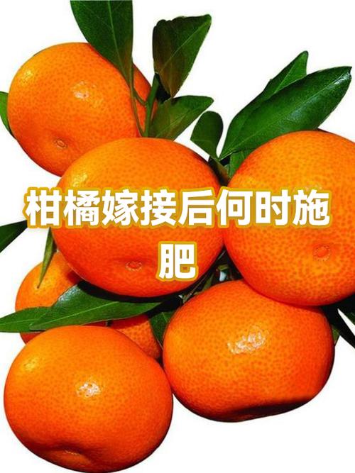 桔子接单缩略图