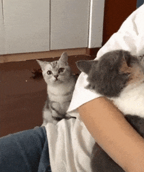 想养第二只猫父母不同意