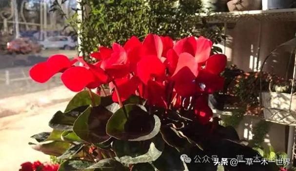 仙客来第二年还会活吗