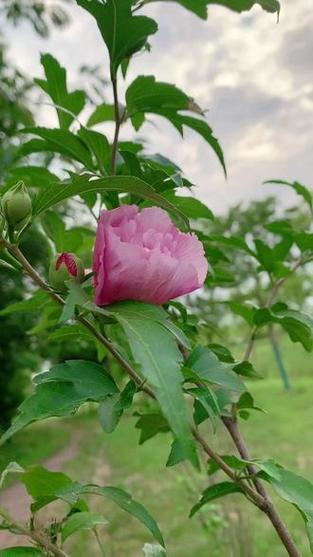 木槿花俗称什么