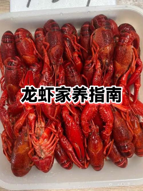 龙虾店加盟品牌排行榜