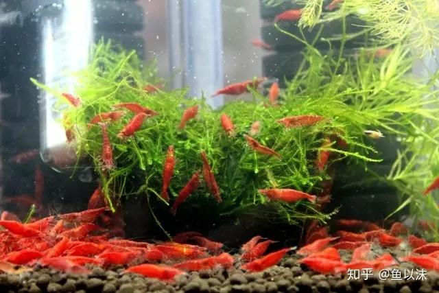樱花提纯极火