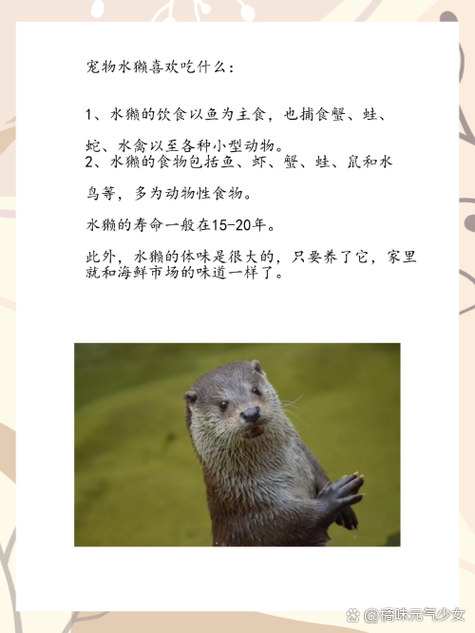 最近很火的水獭叫什么