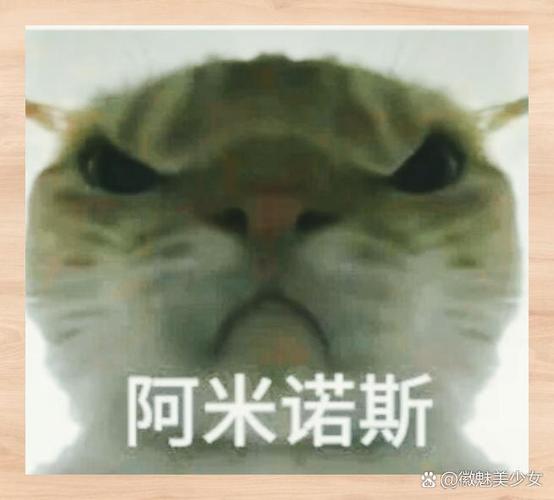 可爱小猫表情包图片