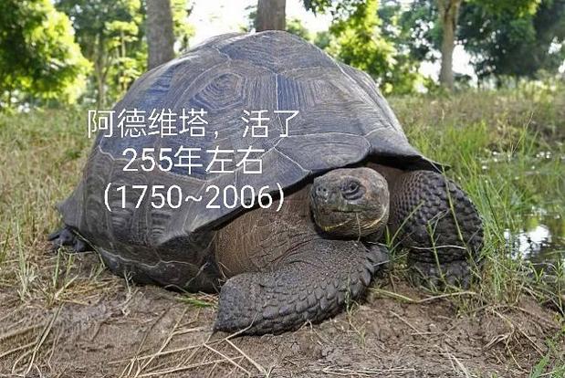 千年王八万年龟全诗