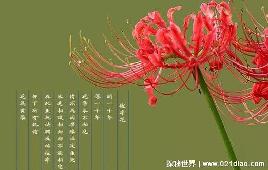 地狱之花的花语
