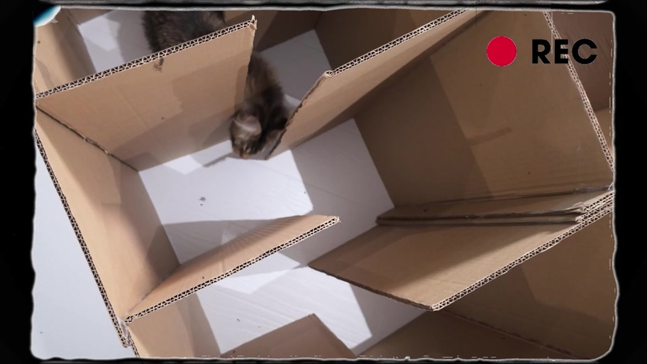 大猫小猫游戏