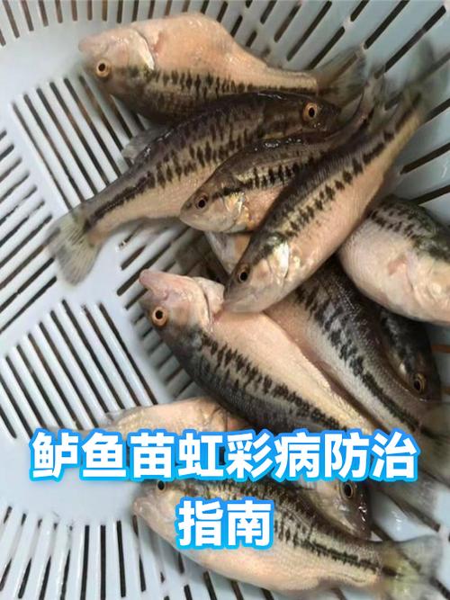 虹彩病毒图片