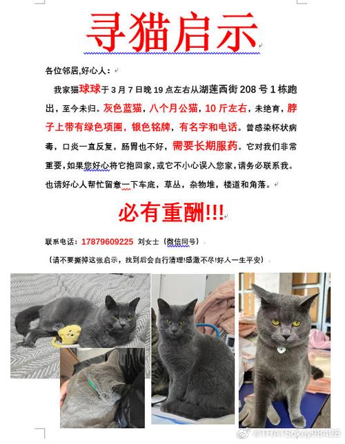 猫咪跑出去了怎么找回来