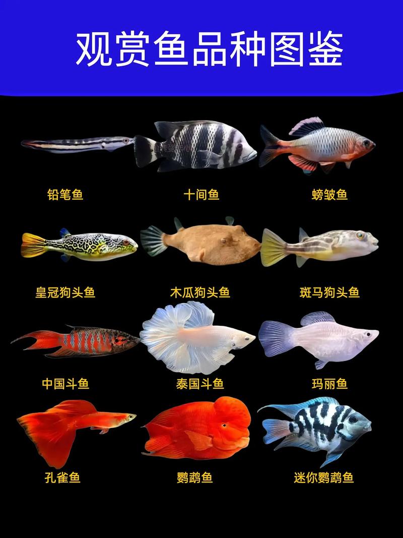 什么样的鱼好养活