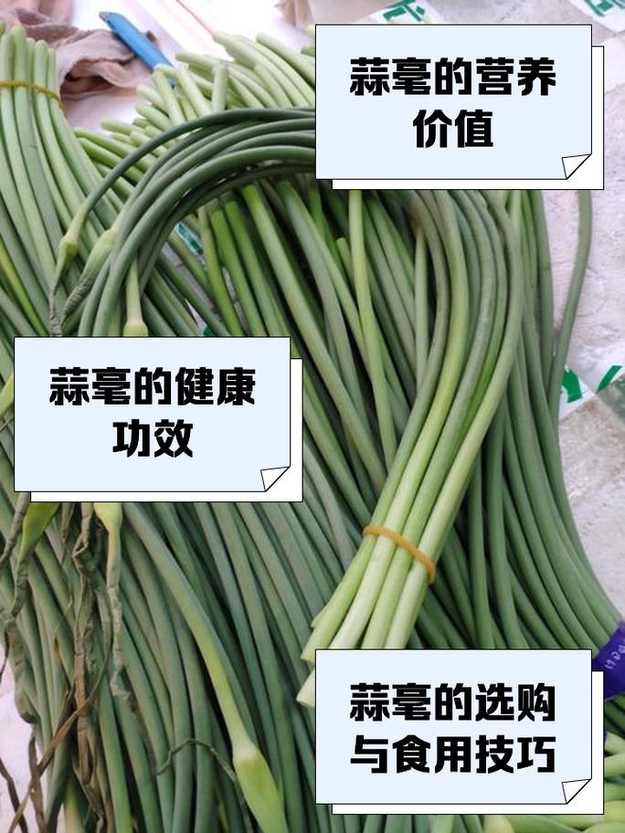 蒜苔为什么叫蒜毫
