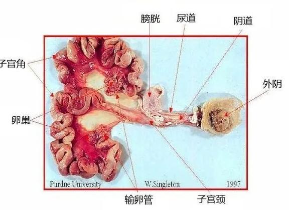 生殖系统结构图缩略图