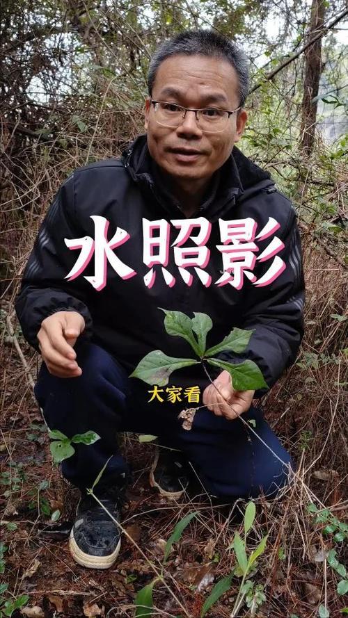 水照影植物的图片