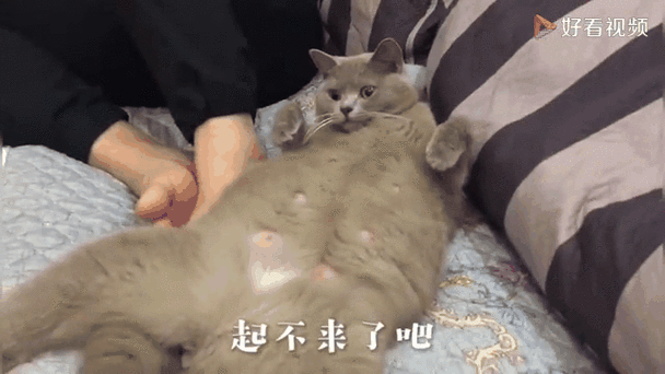 怀孕初期猫挨着睡缩略图