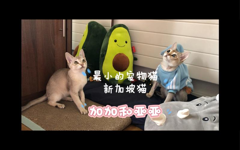 加加猫jamie