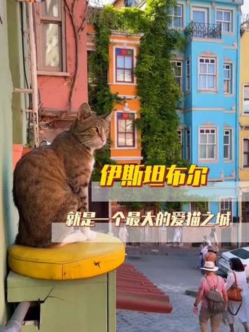 爱猫之城评价