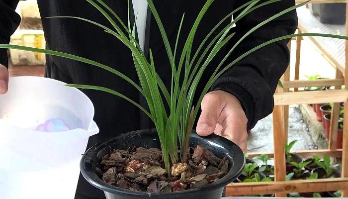 新上盆兰花要阴养多久