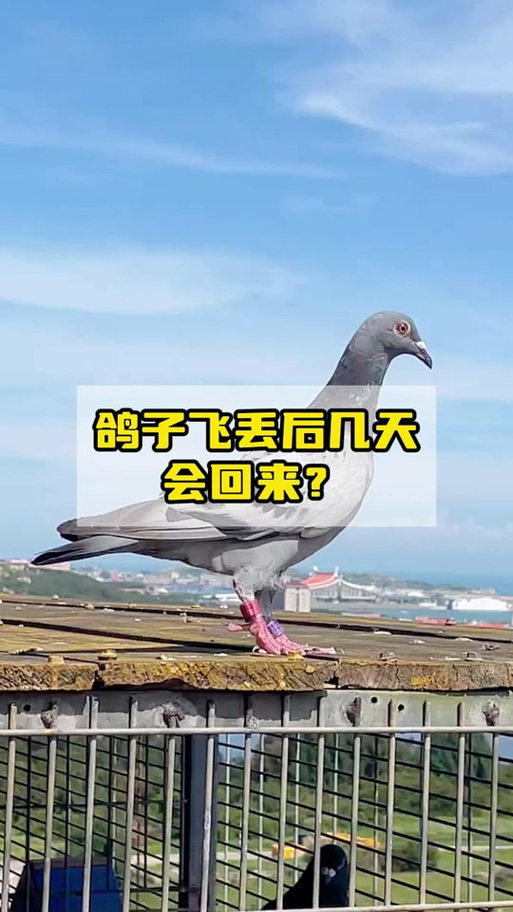鸽子最多几天几夜不回家