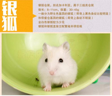 仓鼠一般几块钱一只图标