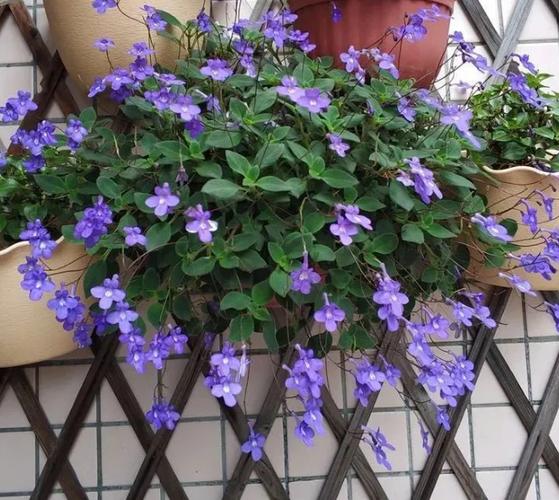 海豚花优缺点