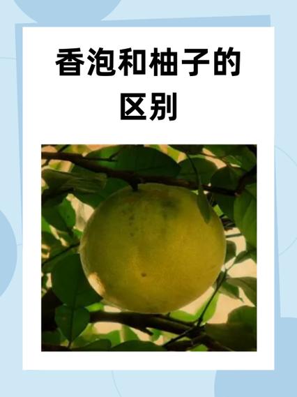 红柚子和白柚子的区别的功效与作用截图