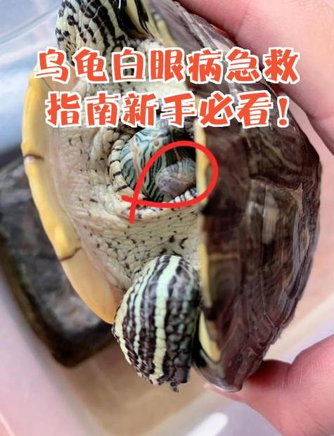 乌龟白眼白膜一直不脱落