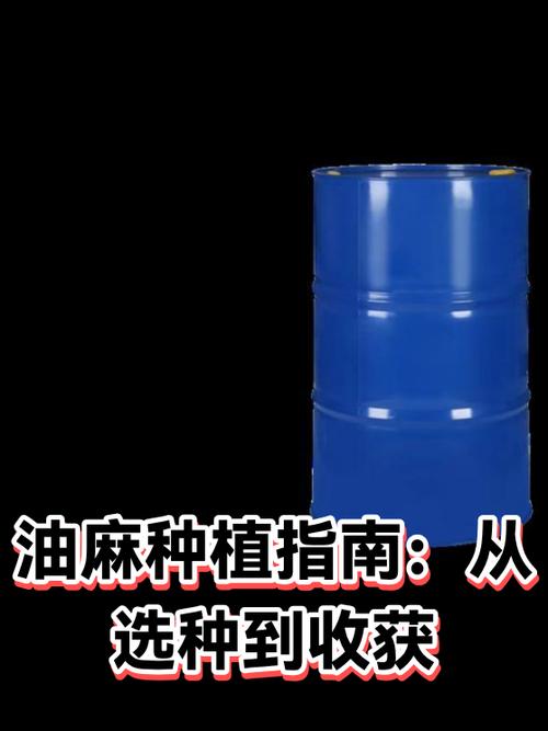油麻什么时候种植