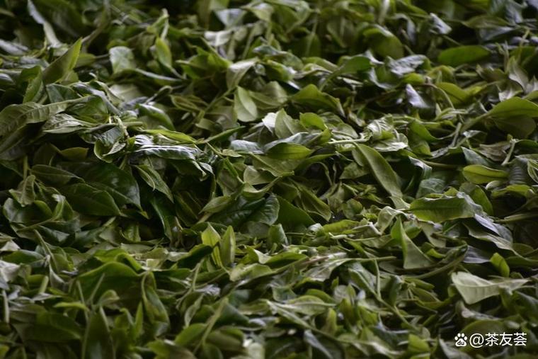 古树茶属于什么茶