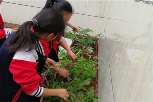 小小种植园设计图