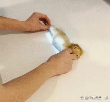 CT小猫主播